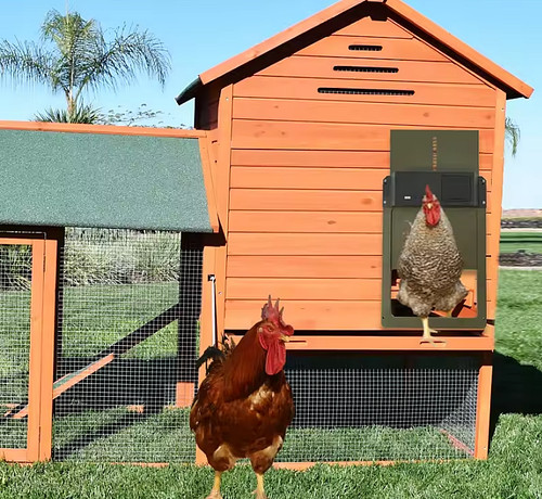 Automatic chicken door coop - automatic,