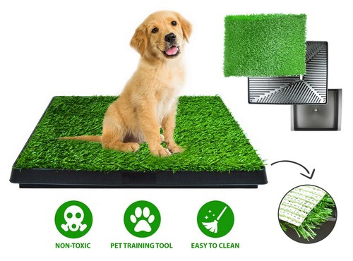 Dog puppy potty training - dog,