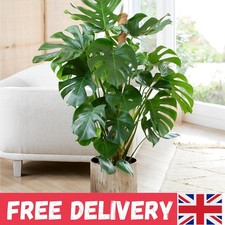 Tropical Monstera Swiss Cheese