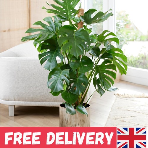 Tropical monstera swiss - swiss, cheese