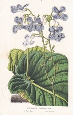 Streptocarpus Polyanthus South Africa Botany Lithograph Hook