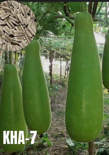 100 genuine hybrid - 100%,
