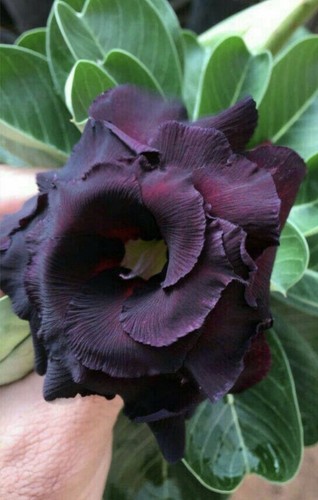 Black sheep adenium obesum - black,