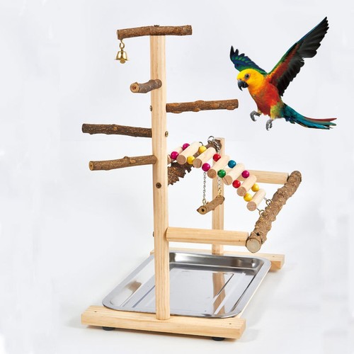Budgie playground parrot - budgie,