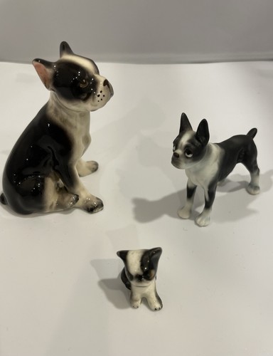 Three boston terrier - three,