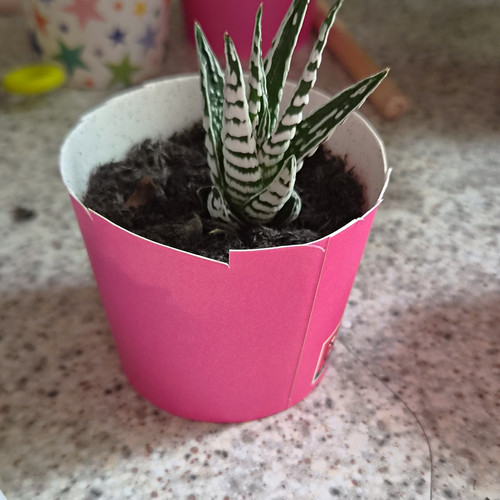 Zebra haworthia - haworthia, (haworthia)