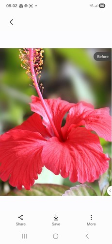 Hibiscus rosa sinensis - hibiscus,