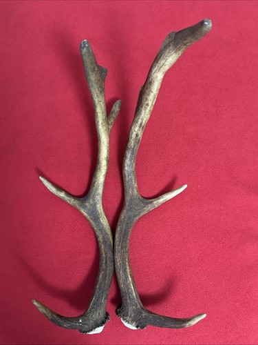 Pair fallow deer antler - fallow,