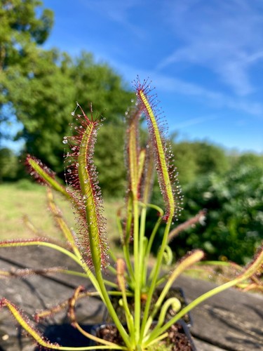 Live large drosera - drosera, capensis