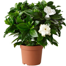 Gardenia jasminoides cape - gardenia,