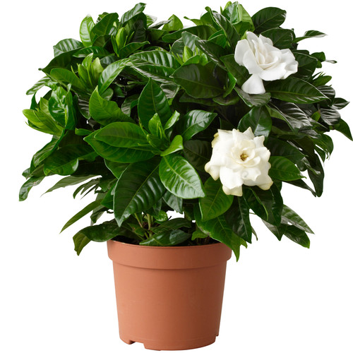 Gardenia jasminoides cape - 1, x