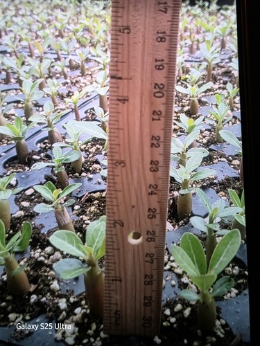 Desert rose seedling - 5,
