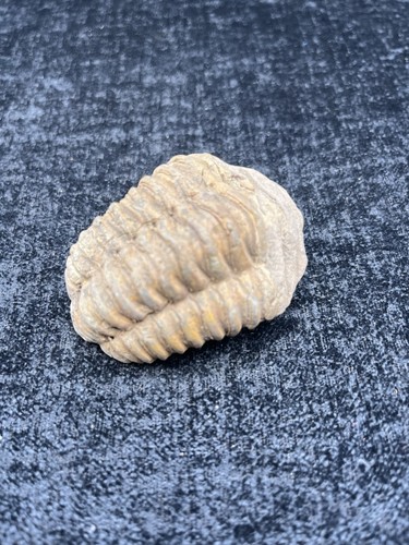 Trilobite fossil specimen - trilobite,