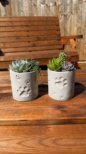 Dog paw plant - dog, –