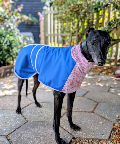 Blue lightweight greyhound - lightweight,