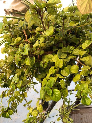 Swedish ivy live - plant, –
