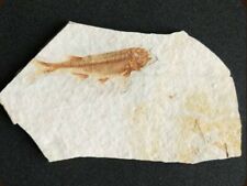 1x Real Fish Fossil From Western Liaoning China 150 Million Years Ago Lycoptera