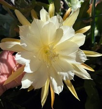 1 EPIPHYLLUM Cooperi , Mature