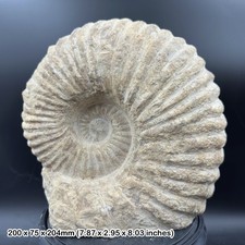 Large Fossilised Mantelliceras