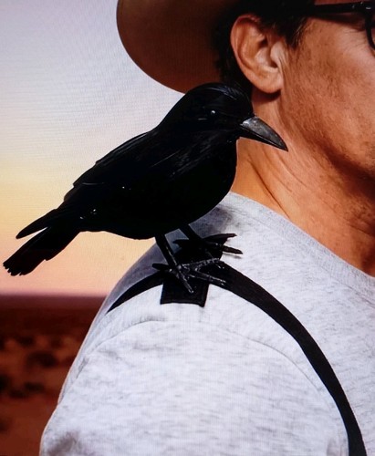 Realistic feathered crow raven - feathered,