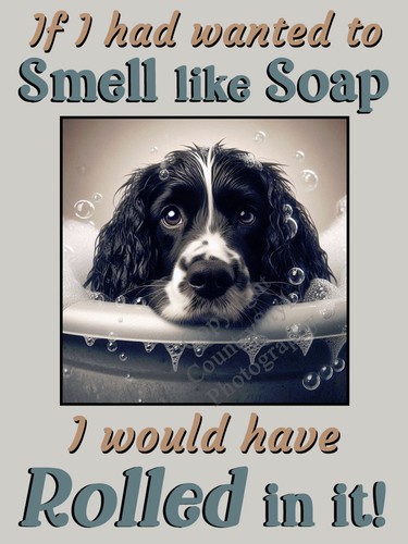 Springer sprocker spaniel dog - springer,