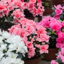 Azalea Simsii Mix in 12cm Pot – Indoor Evergreen Shrub with Vibrant Blooms