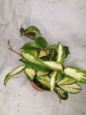 Hoya Carnosa Tricolor 8.5cm