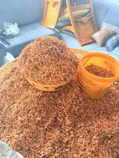 Whole Oron Crayfish Premium