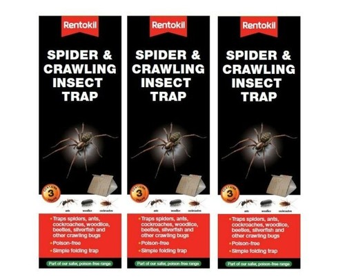 Rentokil spider crawling - x,