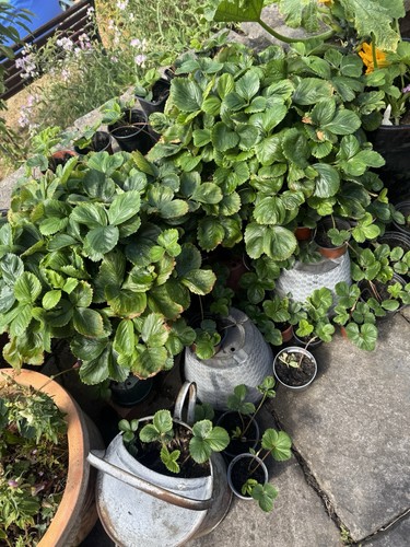 Strawberry plants bare root - strawberry,
