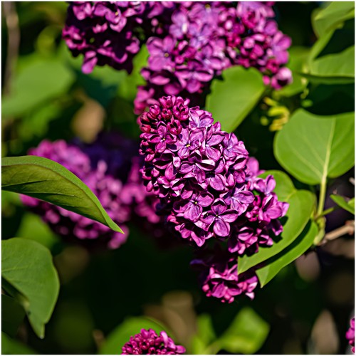 Syringa bloomerang dark - syringa,