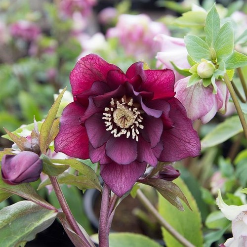 Hellebore double purple 3 - –,