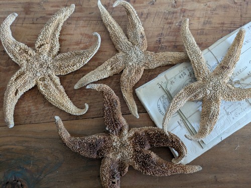 Sea starfish vintage estate - starfish,