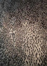 Bird's Eye Veneer Black