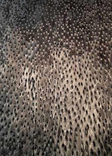 Bird eye veneer black - bird's,
