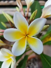 Frangipani Plumeria - Cuttings planted in March - with first shoots -