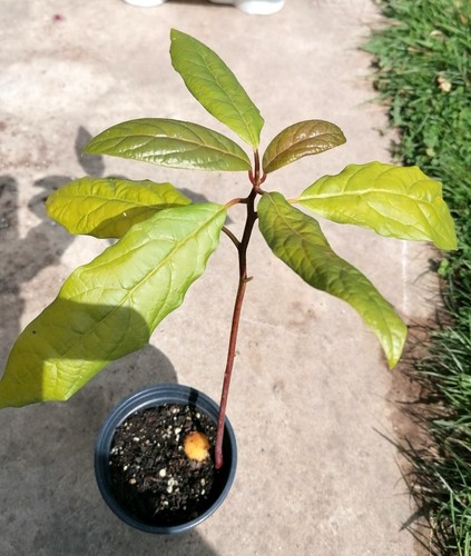 20cm avocado plant in - 1,