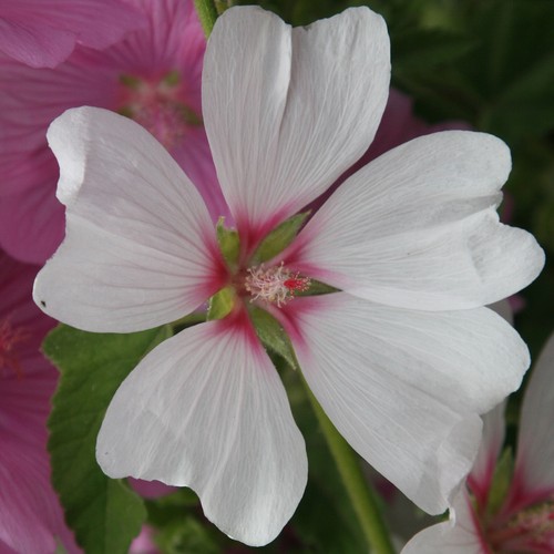 Malva clementii barnsley - x,