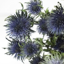 Dried Flowers! A Dried Giant