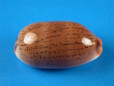 Cypraea isabella controversa, Excellent Pattern, Large, 37.1mm, Hawaii Shell