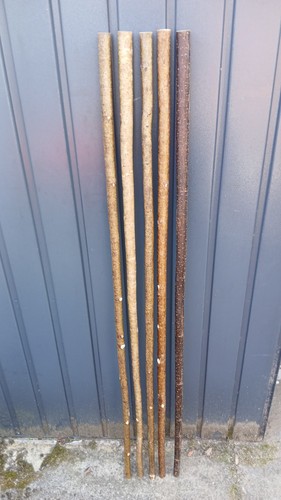 Hazel walking stick shanks - stick,