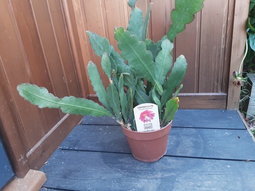 Epiphyllum sarah courant - epiphyllum,
