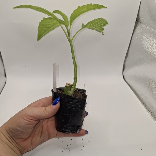 White brugmansia fast - white,