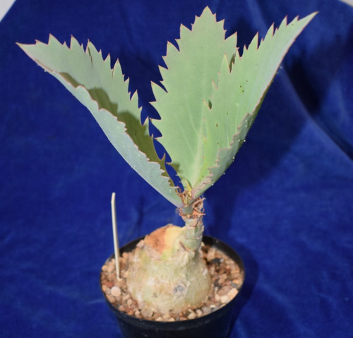 Large rare unique - &,