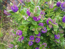 Hebe Veronica Purple Queen Evergreen Growing In 1L Pot