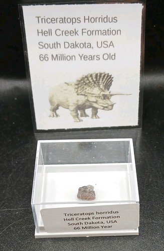Fossil dinosaur tooth - fossil,