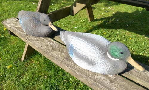 Floating duck decoys mallard - floating,