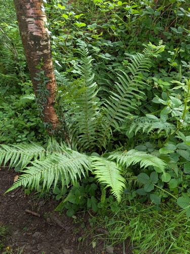 Woodland fern plants 5 - ,