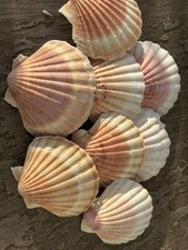 8x Scallop Sea Shells Large