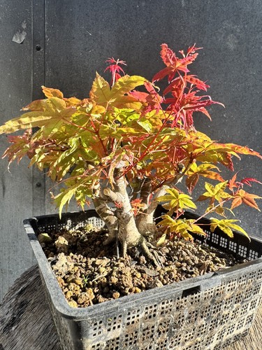 Kabudachi japanese acer - kabudachi,